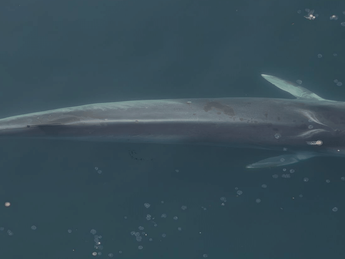 foto de cetáceo en la peninsula de mejillones